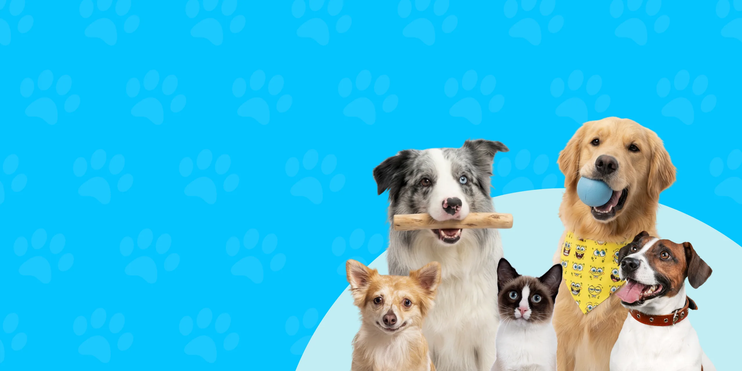 Perros de diferentes razas con juguetes y accesorios